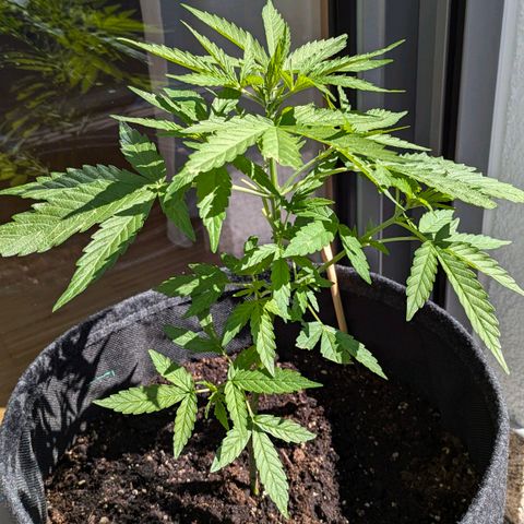 Gelato Cookie Doh-ope Auto growlog timeline photo