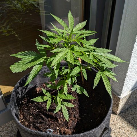 Gelato Cookie Doh-ope Auto growlog timeline photo