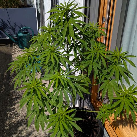 Wedding Cake growlog timeline photo