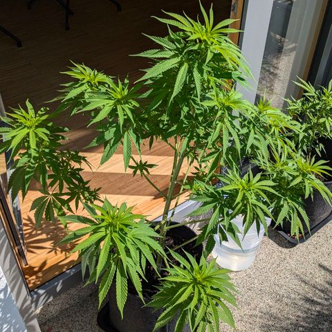 Wedding Cake growlog timeline photo