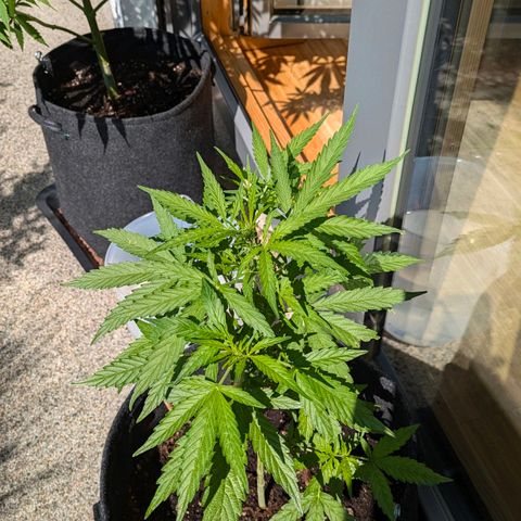 Gelato Cookie Doh-ope Auto growlog timeline photo