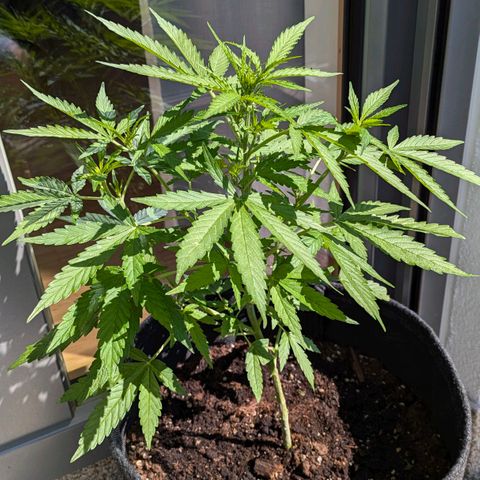 Gelato Cookie Doh-ope Auto growlog timeline photo