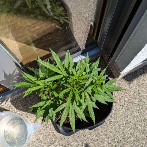 Gelato Cookie Doh-ope Auto growlog timeline photo
