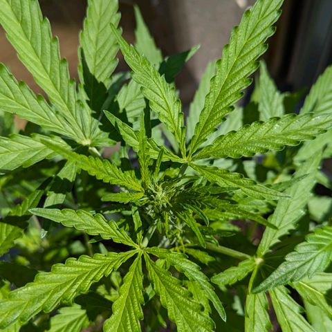 Gelato Cookie Doh-ope Auto growlog timeline photo