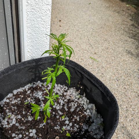 Sweet Afghan Delicious Auto F1 Blimburn  growlog photo: Hagelschaden 