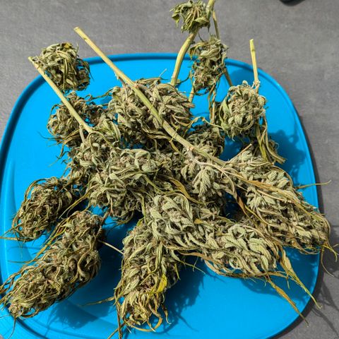Sweet Afghan Delicious Auto F1 Blimburn  growlog timeline photo