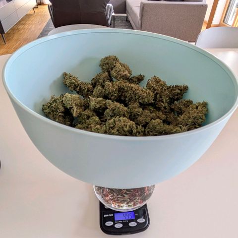 Sweet Afghan Delicious Auto F1 Blimburn  growlog timeline photo