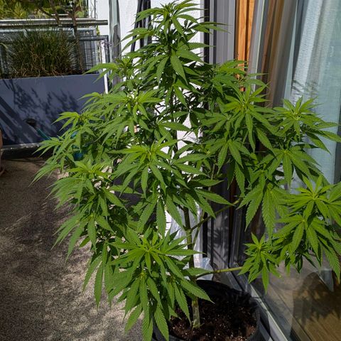 Wedding Cake growlog timeline photo