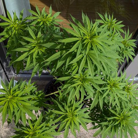 Wedding Cake growlog timeline photo