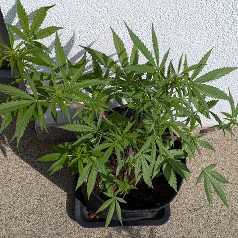 Gelato Cookie Doh-ope Auto growlog timeline photo