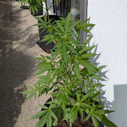 Gelato Cookie Doh-ope Auto growlog timeline photo