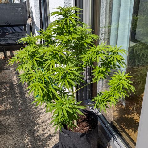 Wedding Cake growlog timeline photo