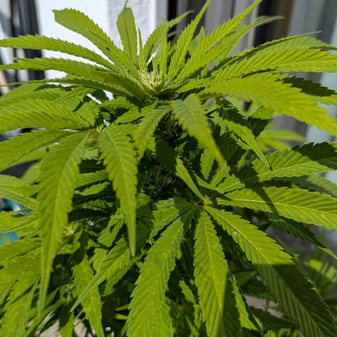 Wedding Cake growlog timeline photo