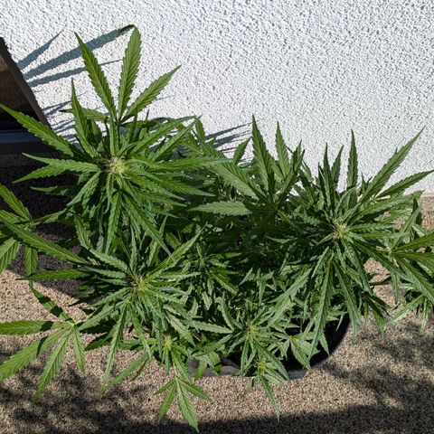 Gelato Cookie Doh-ope Auto growlog timeline photo