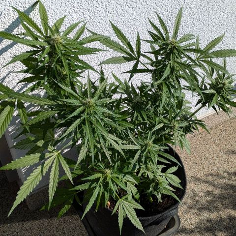 Gelato Cookie Doh-ope Auto growlog timeline photo