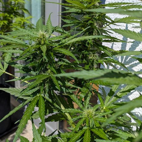 Gelato Cookie Doh-ope Auto growlog timeline photo