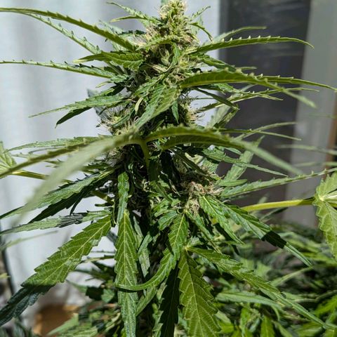 Gelato Cookie Doh-ope Auto growlog timeline photo