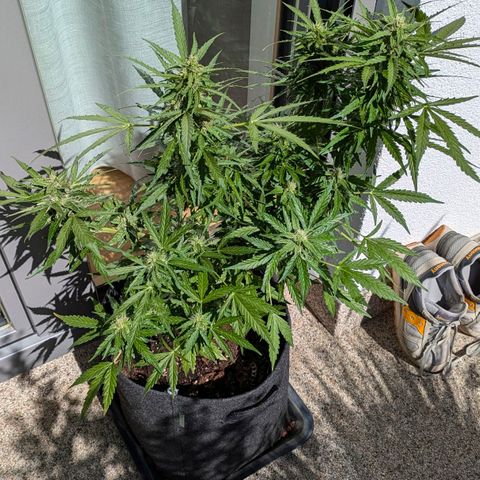 Gelato Cookie Doh-ope Auto growlog timeline photo