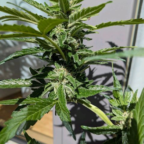 Gelato Cookie Doh-ope Auto growlog timeline photo