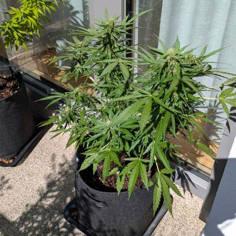 Gelato Cookie Doh-ope Auto growlog timeline photo