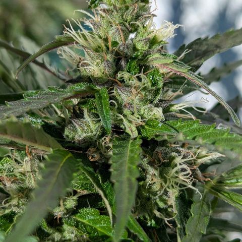 Gelato Cookie Doh-ope Auto growlog timeline photo