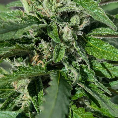 Gelato Cookie Doh-ope Auto growlog timeline photo