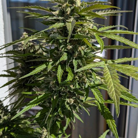 Gelato Cookie Doh-ope Auto growlog timeline photo