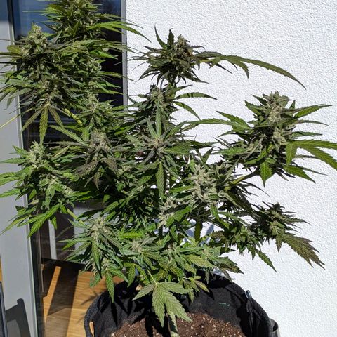 Gelato Cookie Doh-ope Auto growlog timeline photo