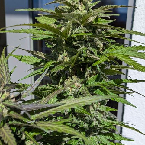 Gelato Cookie Doh-ope Auto growlog timeline photo