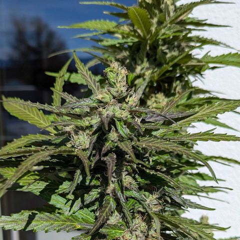 Gelato Cookie Doh-ope Auto growlog timeline photo
