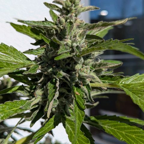 Gelato Cookie Doh-ope Auto growlog timeline photo