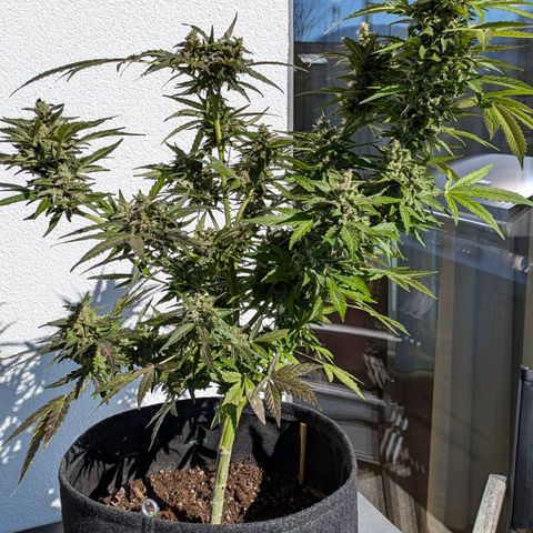 Gelato Cookie Doh-ope Auto growlog timeline photo