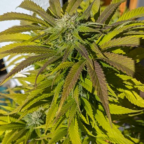 Wedding Cake growlog timeline photo