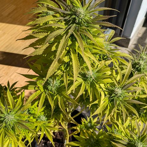 Wedding Cake growlog timeline photo