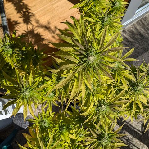 Wedding Cake growlog timeline photo