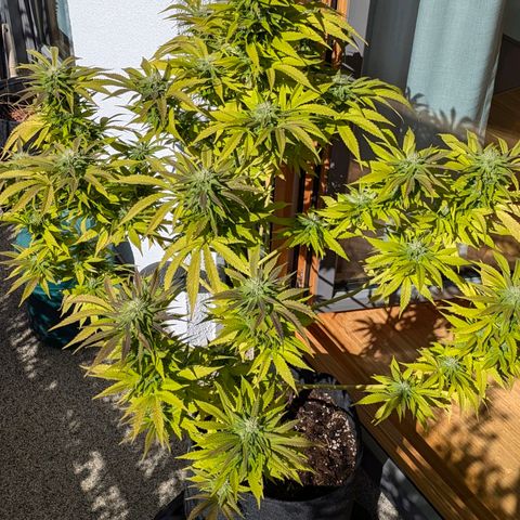 Wedding Cake growlog timeline photo