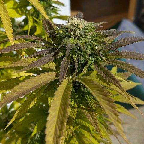 Wedding Cake growlog timeline photo