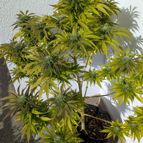 Wedding Cake growlog timeline photo