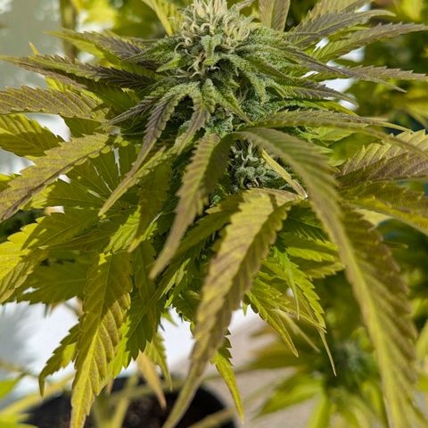 Wedding Cake growlog timeline photo