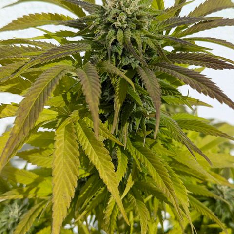 Wedding Cake growlog timeline photo
