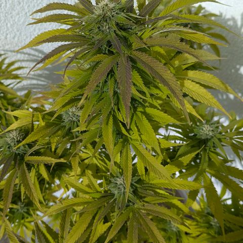 Wedding Cake growlog timeline photo