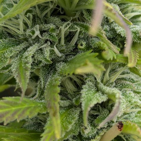 Wedding Cake growlog timeline photo