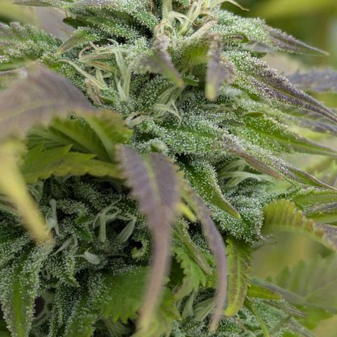Wedding Cake growlog timeline photo