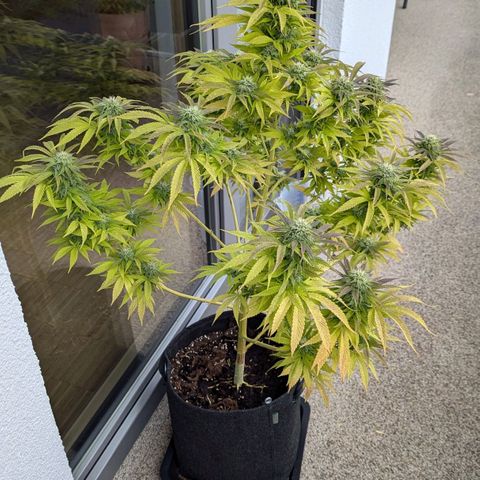Wedding Cake growlog timeline photo