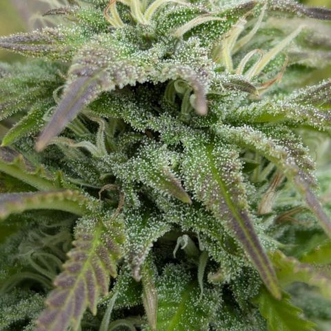 Wedding Cake growlog timeline photo