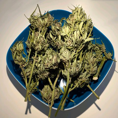 Gelato Cookie Doh-ope Auto growlog timeline photo