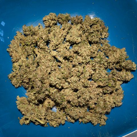 Gelato Cookie Doh-ope Auto growlog timeline photo