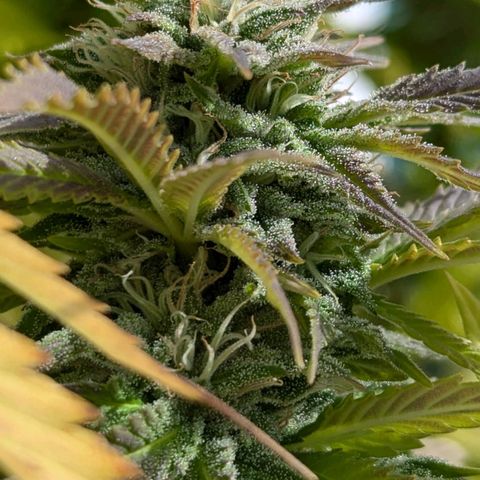 Wedding Cake growlog timeline photo