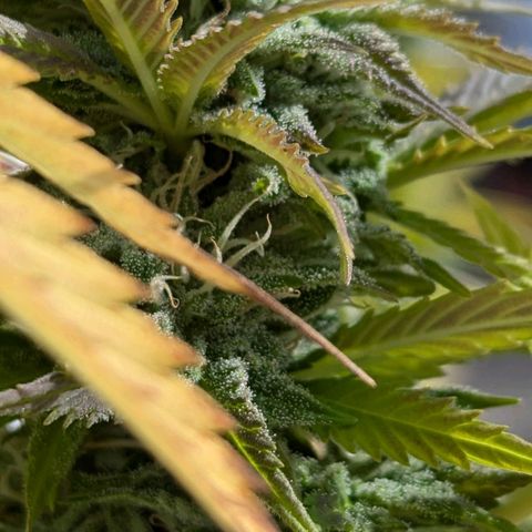 Wedding Cake growlog timeline photo