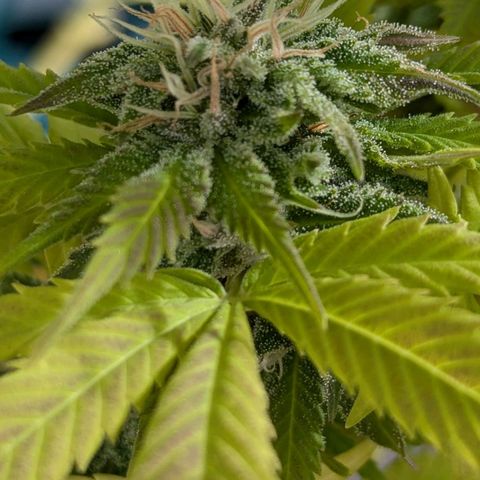 Wedding Cake growlog timeline photo